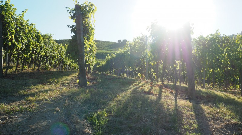Ihre persönliche Weinreise