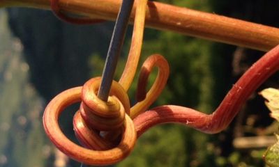 Domaine_28.jpg