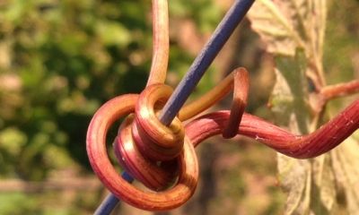 Domaine_29.jpg