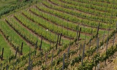Domaine_17.jpg