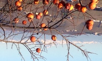 Région_7.jpg