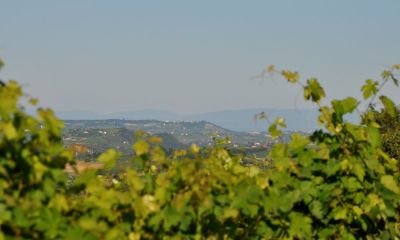 Une vue du vignoble