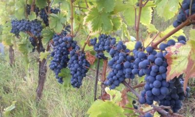 Grenache.jpg