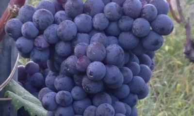 Nebbiolo.jpg