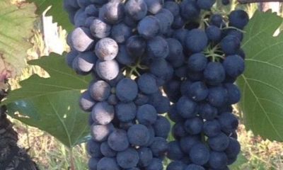 Syrah.jpg